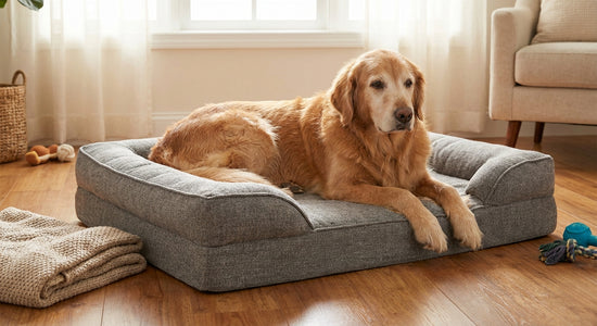Comment choisir un lit orthopédique pour chien