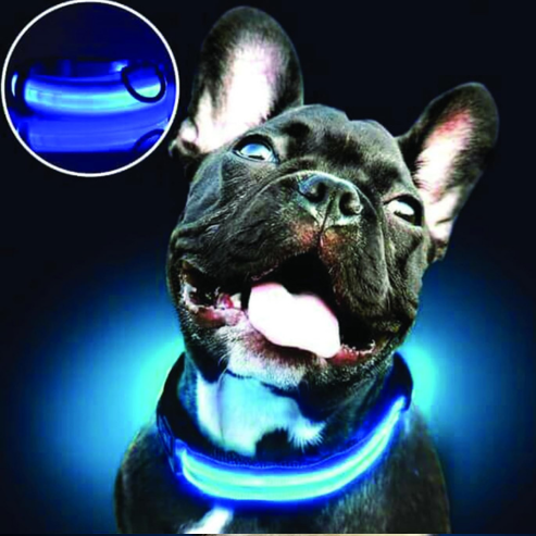 PARENCE - Collier Lumineux pour Chien Taille M 3 Modes d&