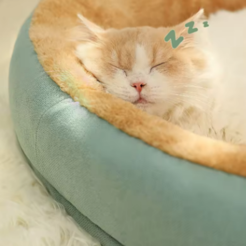 Lit pour Animal de Compagnie