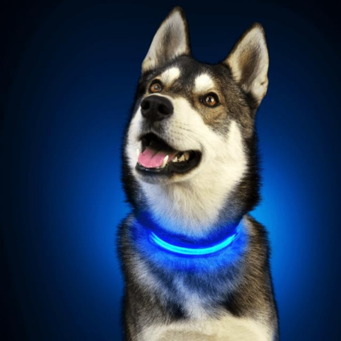 PARENCE - Collier Lumineux pour Chien Taille M 3 Modes d&